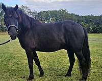 all-pony
