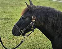 around-pony
