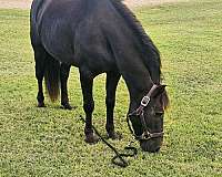 arena-pony