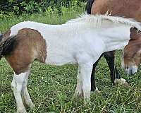 flashy-tri-color-filly