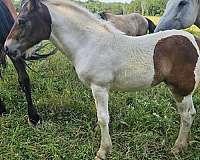 flashy-tri-color-gypsy-vanner-horse