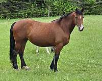 friesian-mare