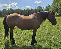 friesian-horse-for-sale