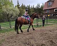 friesian-horse