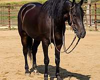 sport-horse-friesian