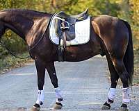 gelding-friesian-horse