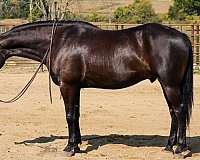 athletic-friesian-horse