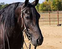 classical-friesian-horse