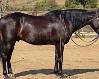 cross-friesian-horse