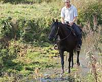 draft-friesian-horse