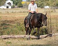 drill-team-friesian-horse