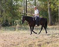 dressage-friesian-horse