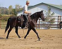 driving-friesian-horse