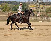 english-pleasure-friesian-horse