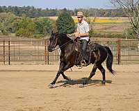 field-hunter-friesian-horse