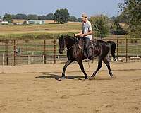 horsemanship-friesian-horse