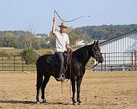 hunt-seat-equitation-friesian-horse