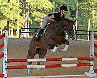 gentle-quarter-horse