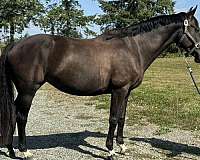 dressage-bred-warmblood-horse