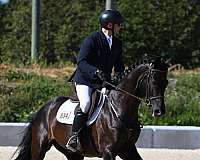 good-deal-warmblood-horse