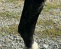 dressage-bred-horse