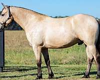 small-star-horse