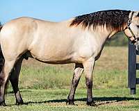 buckskin-small-star-horse