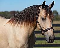 buckskin-friesian-gelding