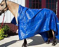 buckskin-all-around-horse
