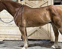 pleasure-trail-draft-horse