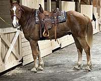all-around-draft-horse