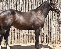 ruby-buckle-filly