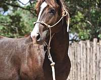 barrel-horse-quarter