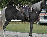 silver-dapple-horses-for-sale-tennessee-walking