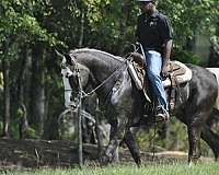 chocolate-blaze-both-hind-stockings-horse