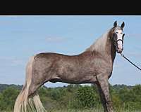 silver-dapple-horses-for-sale