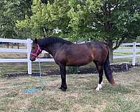 trail-riding-mustang-pony