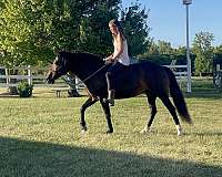 bay-mustang-mare
