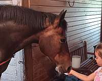 bay-trail-riding-pony