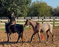 bay-aqha-arha-stallion