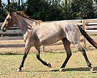 bay-aqha-arha-filly