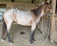bay-aqha-arha-mare