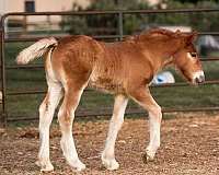 hall-of-fame-gypsy-vanner-horse