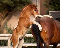 sorrel-gypsy-vanner-colt
