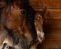 gypsy-vanner-filly-colt