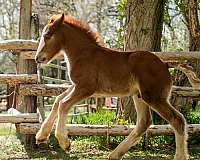 balanced-gypsy-vanner-horse