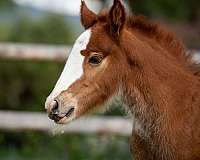 fame-gypsy-vanner-horse