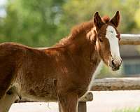 day-gypsy-vanner-horse