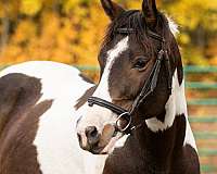 all-around-paint-horse