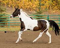 driving-paint-horse